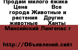 Продам милого ёжика › Цена ­ 10 000 - Все города Животные и растения » Другие животные   . Ханты-Мансийский,Лангепас г.